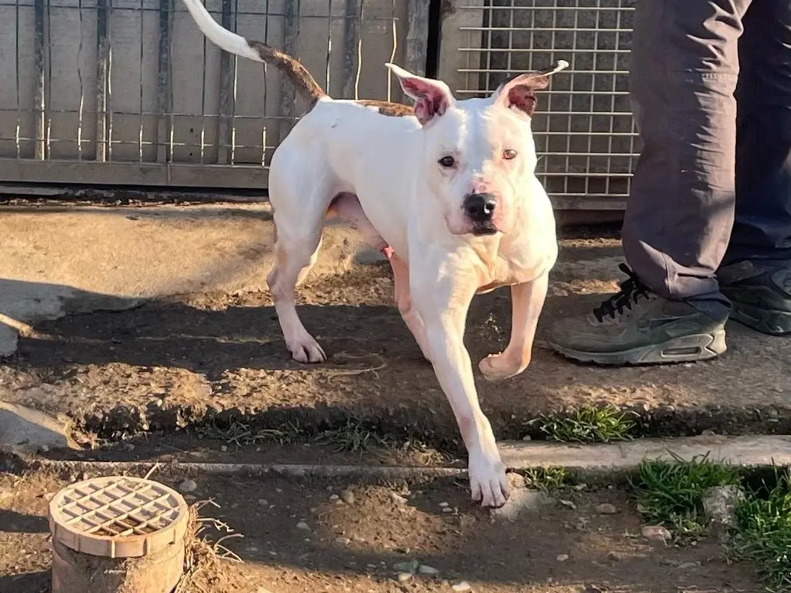 Adozione cane, maschio, American Staffordshire Terrier Razza sconosciuta, 8 anni e 8 mesi, taglia media, Milano