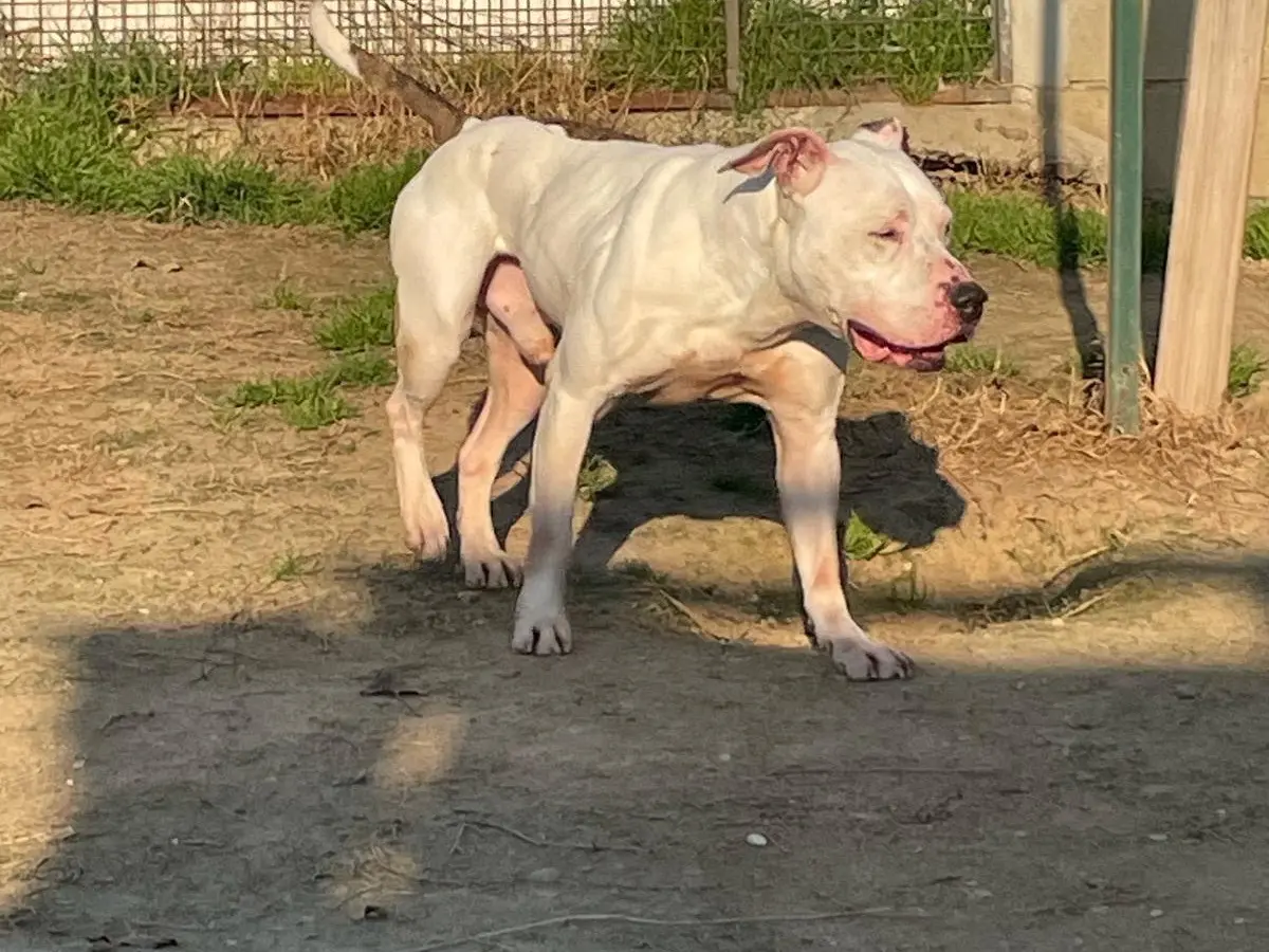 Vuoi adottare un cane a Milano?