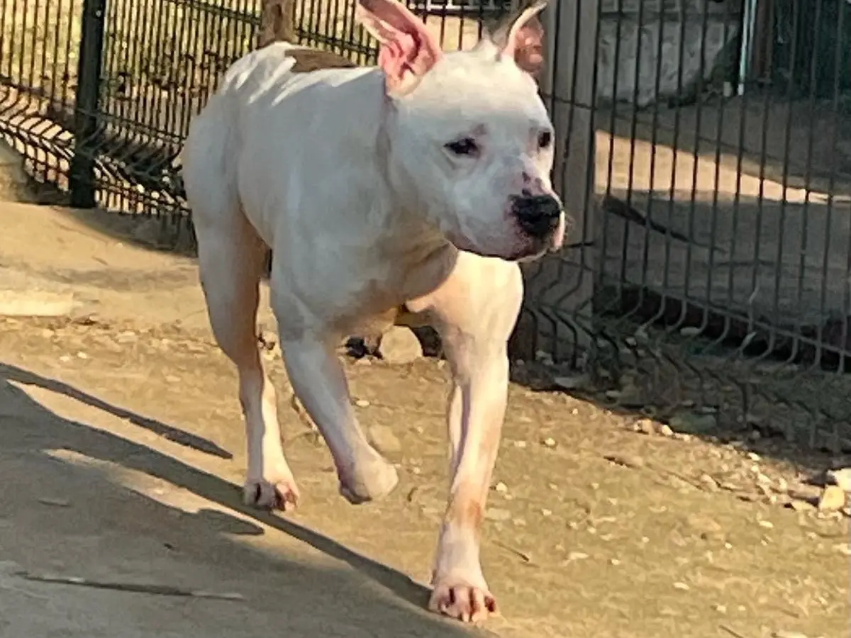 Adotta un cane, taglia media, maschio, Milano