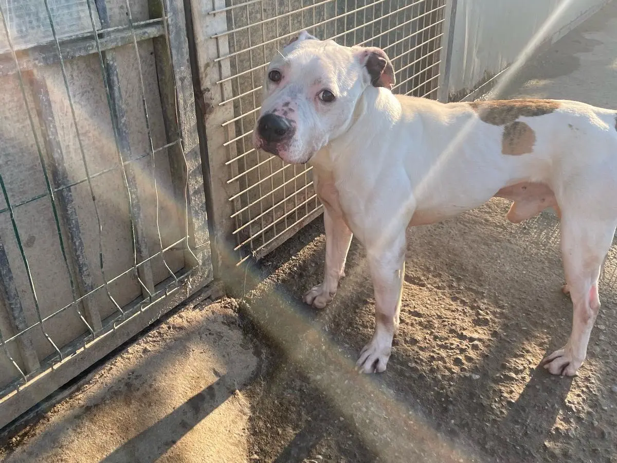 Adotta un cane, maschio, 8 anni e 8 mesi, Milano