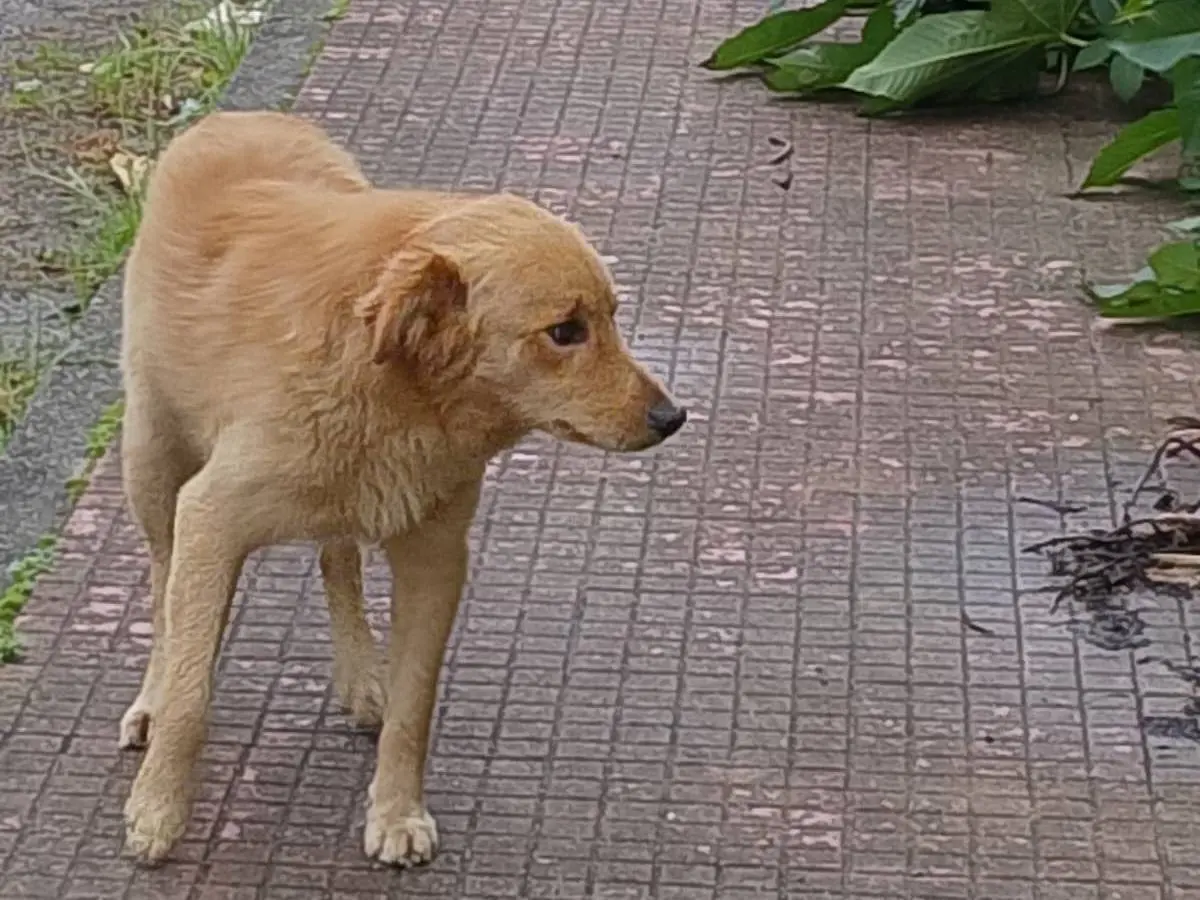 Adotta un cane, maschio, 2 anni e 4 mesi, Catanzaro