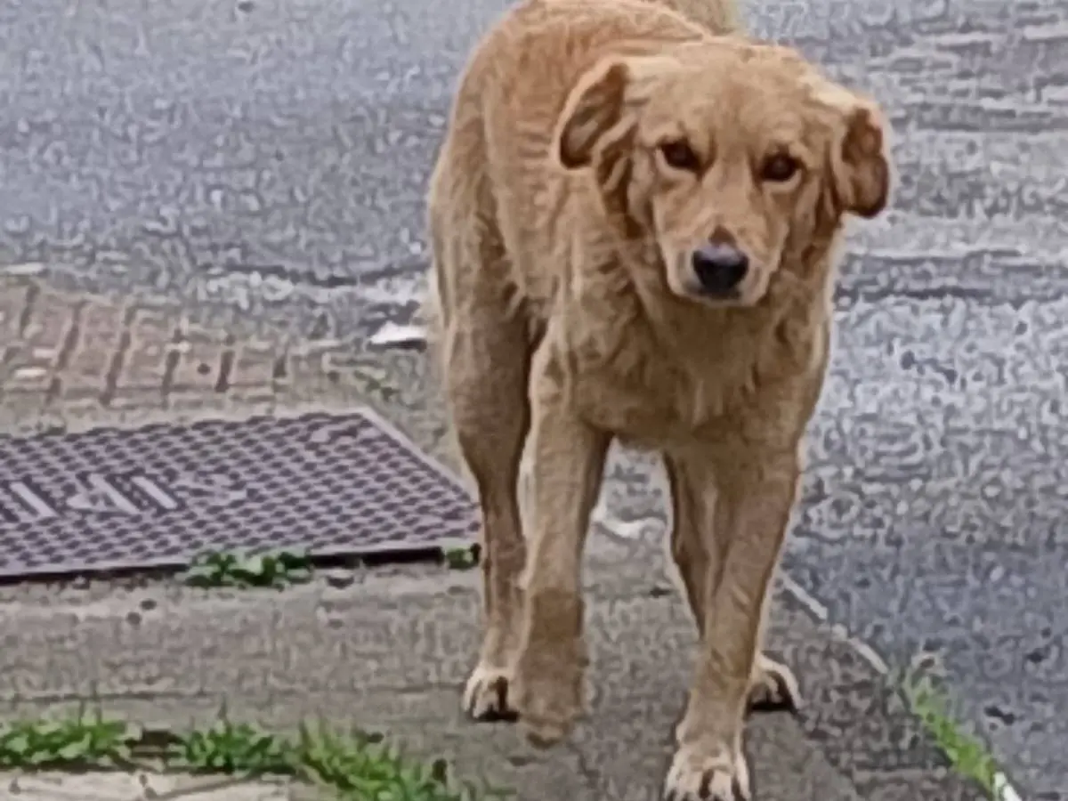 Adozione cane, maschio, Razza sconosciuta Razza sconosciuta, 2 anni e 4 mesi, taglia media, Catanzaro