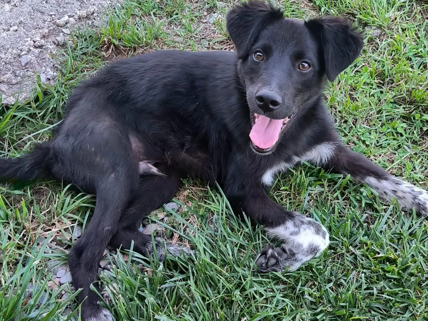 Adozione cane, maschio, Setter Inglese Razza sconosciuta, 8 mesi, taglia media, Cosenza