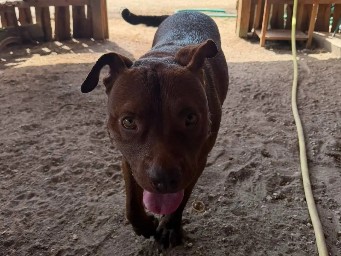 Adotta un cane, taglia grande, maschio, Roma