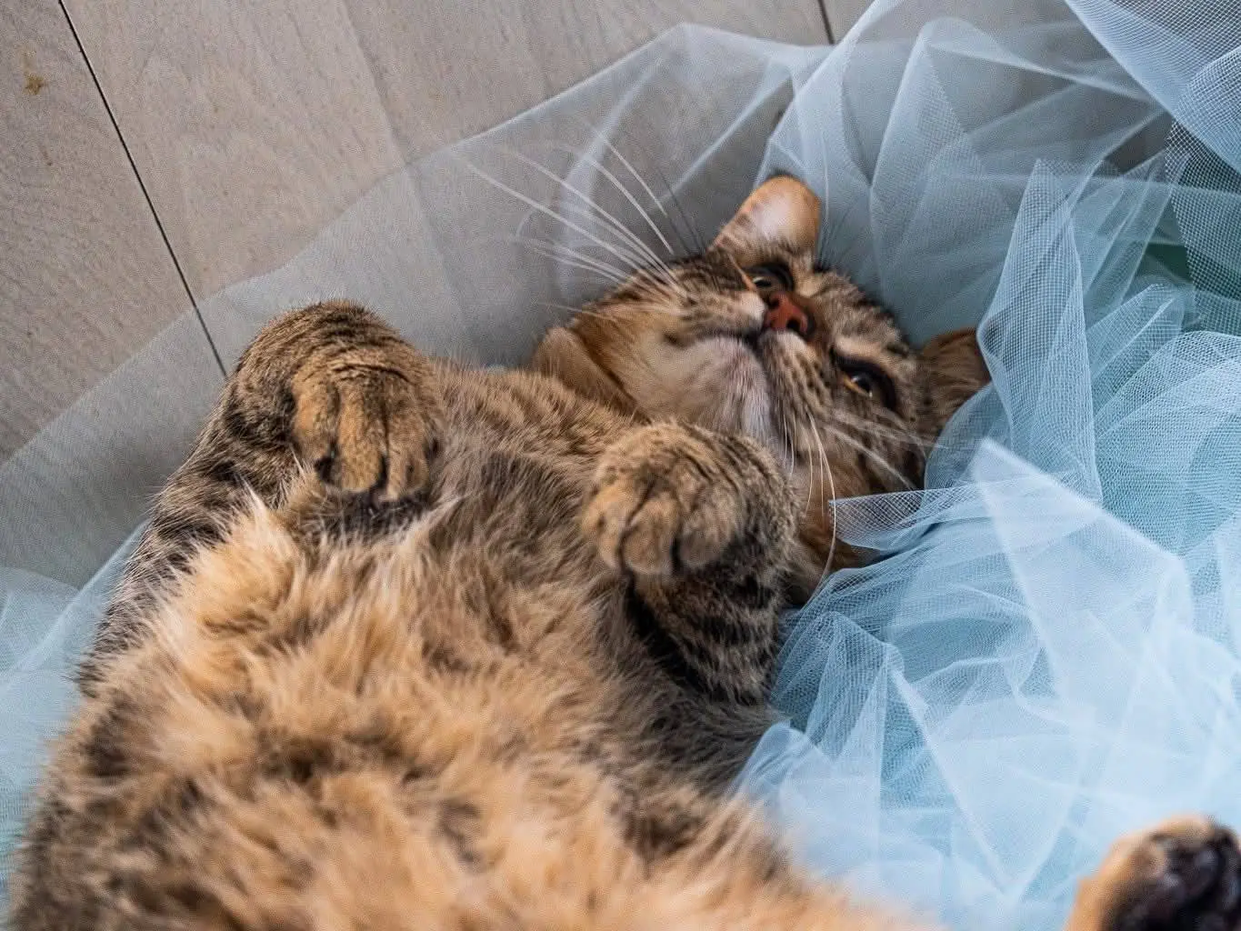 Vuoi adottare un gatto a Bari?