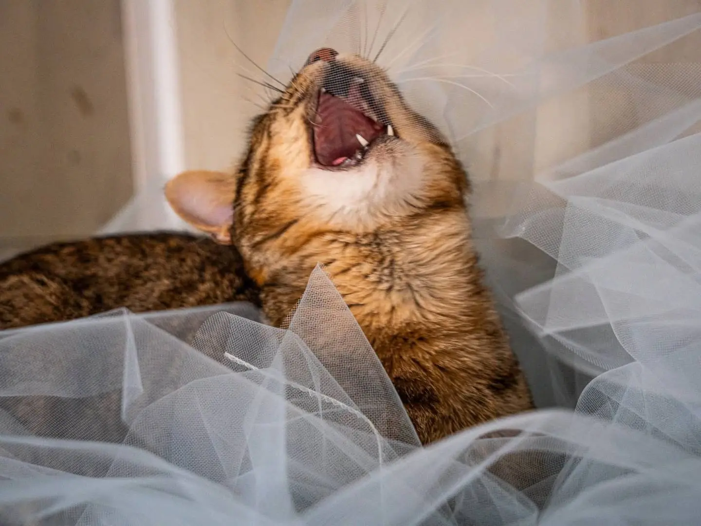 Adotta un gatto, taglia non valida, maschio, Bari