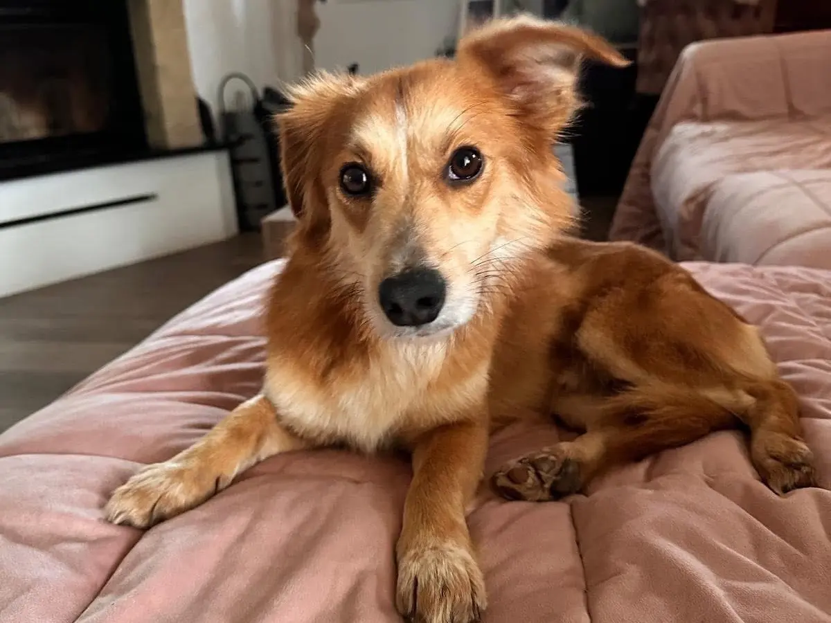Adozione cane, maschio, Razza sconosciuta Razza sconosciuta, 3 anni e 8 mesi, taglia piccola, Bologna