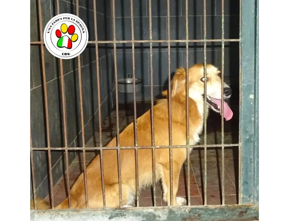 Adotta un cane, maschio, 3 anni e 8 mesi, Bologna