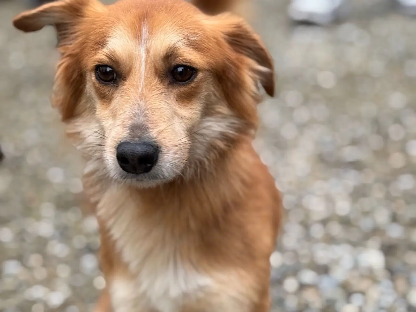 Adotta un cane, taglia piccola, maschio, Bologna