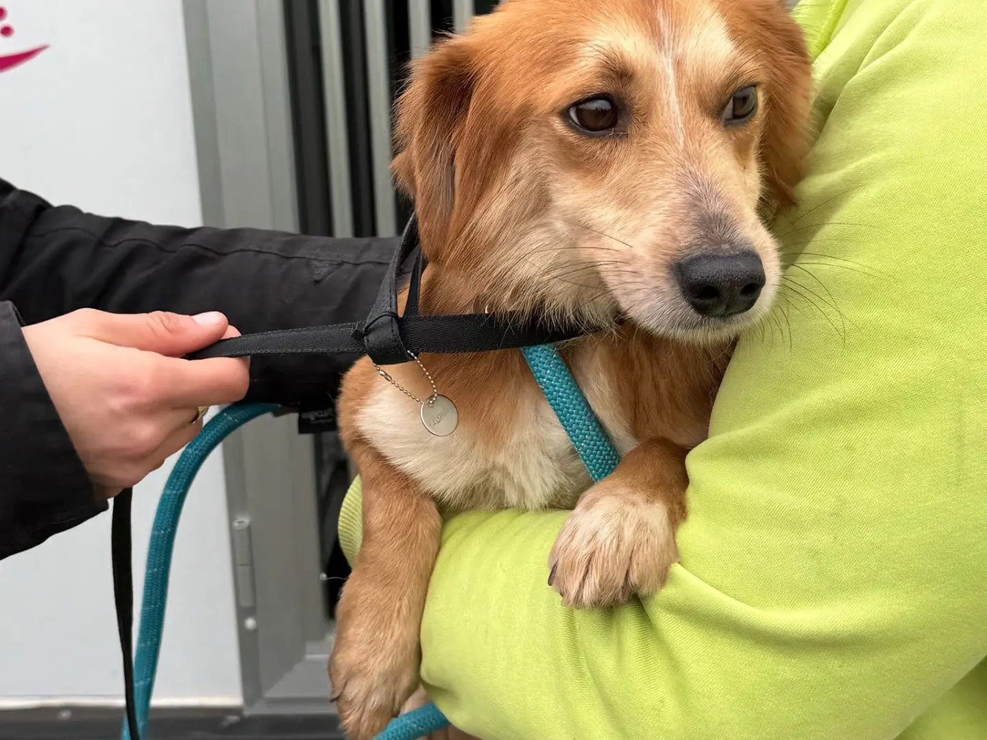 Adotta il cane Goku a Bologna