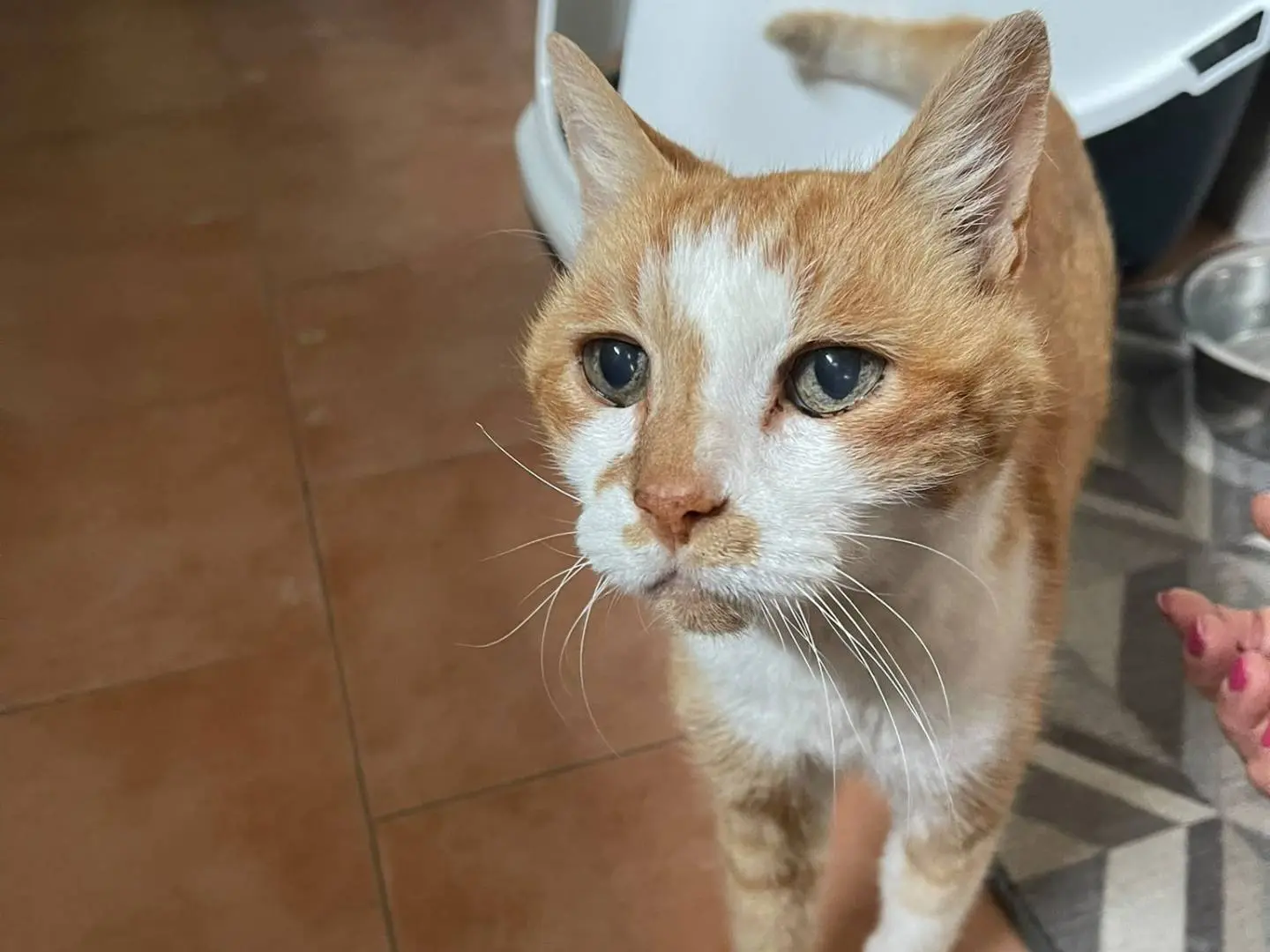 Adozione gatto, maschio, Razza sconosciuta Razza sconosciuta, 15 anni e 4 mesi, taglia non valida, Brescia