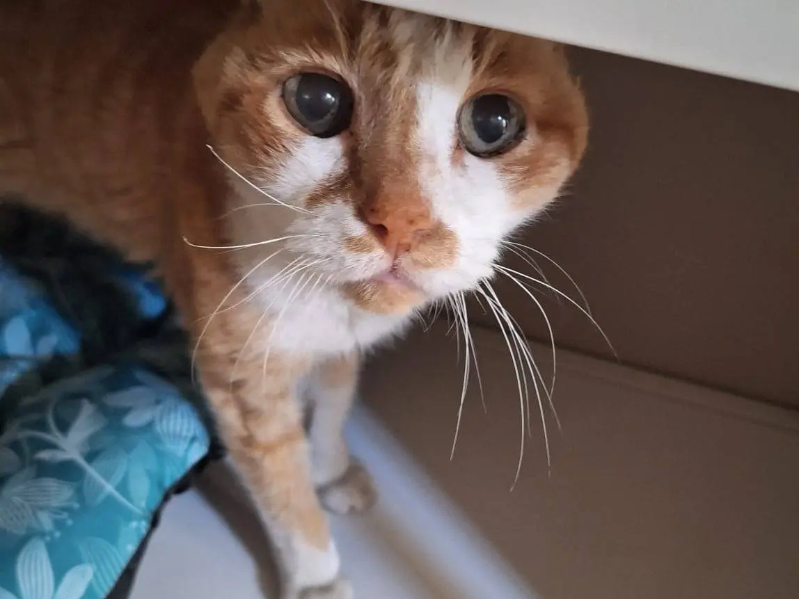 Adotta un gatto, taglia non valida, maschio, Brescia