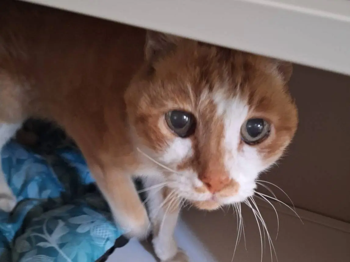 Vuoi adottare un gatto a Brescia?