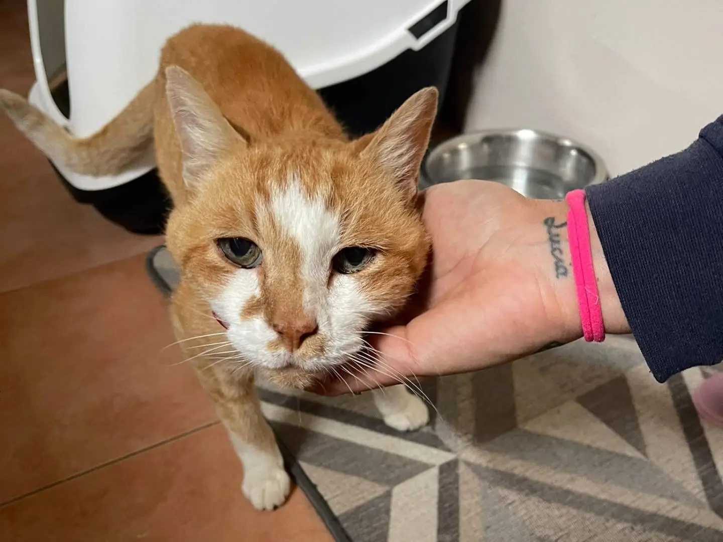 Adotta un gatto, maschio, 15 anni e 4 mesi, Brescia