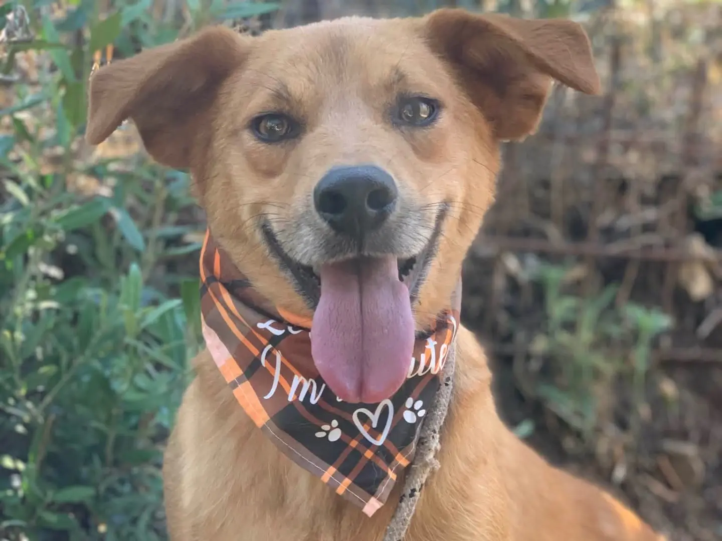 Adotta il cane Alpha a Latina