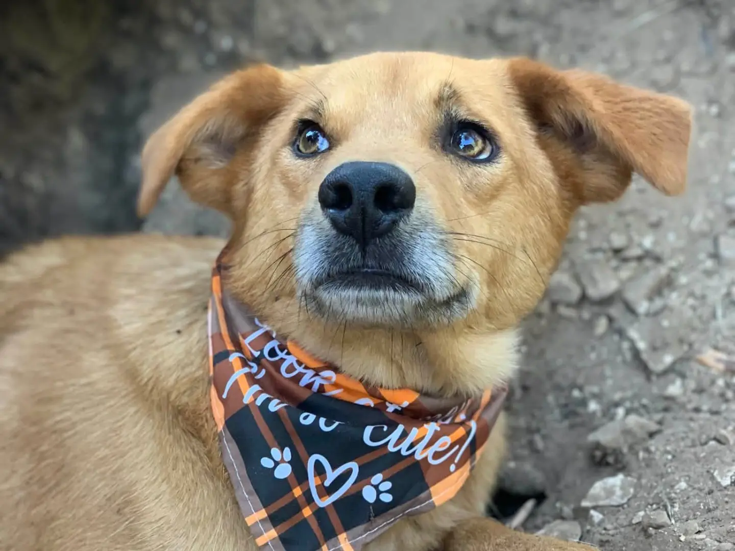 Adotta un cane, taglia media contenuta, maschio, Latina