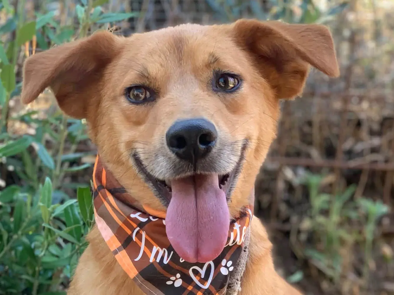 Adozione cane, maschio, Razza sconosciuta Razza sconosciuta, 2 anni e 4 mesi, taglia media contenuta, Latina