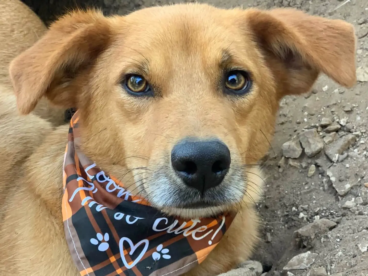 Adotta un cane, maschio, 2 anni e 4 mesi, Latina