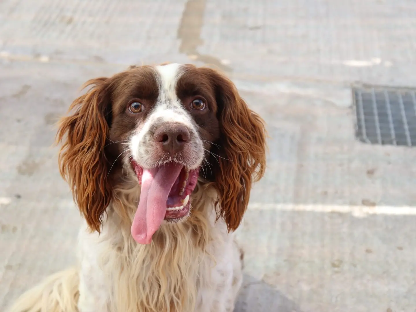Adozione cane, maschio, Breton Razza sconosciuta, 5 anni e 6 mesi, taglia media, Sud