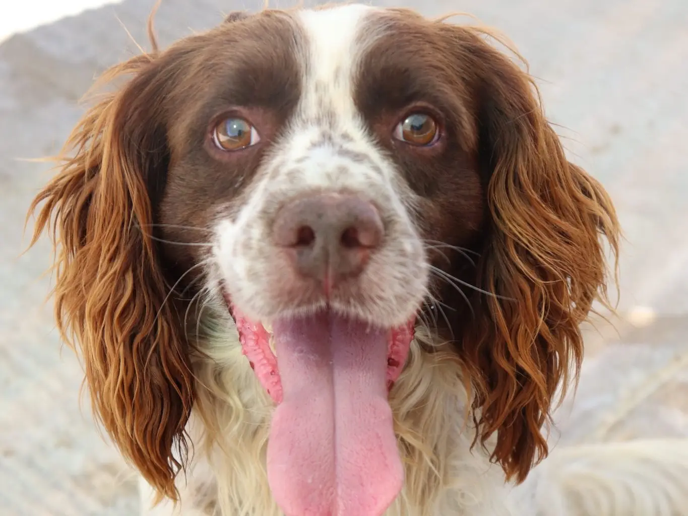 Adotta un cane, maschio, 5 anni e 6 mesi, Sud