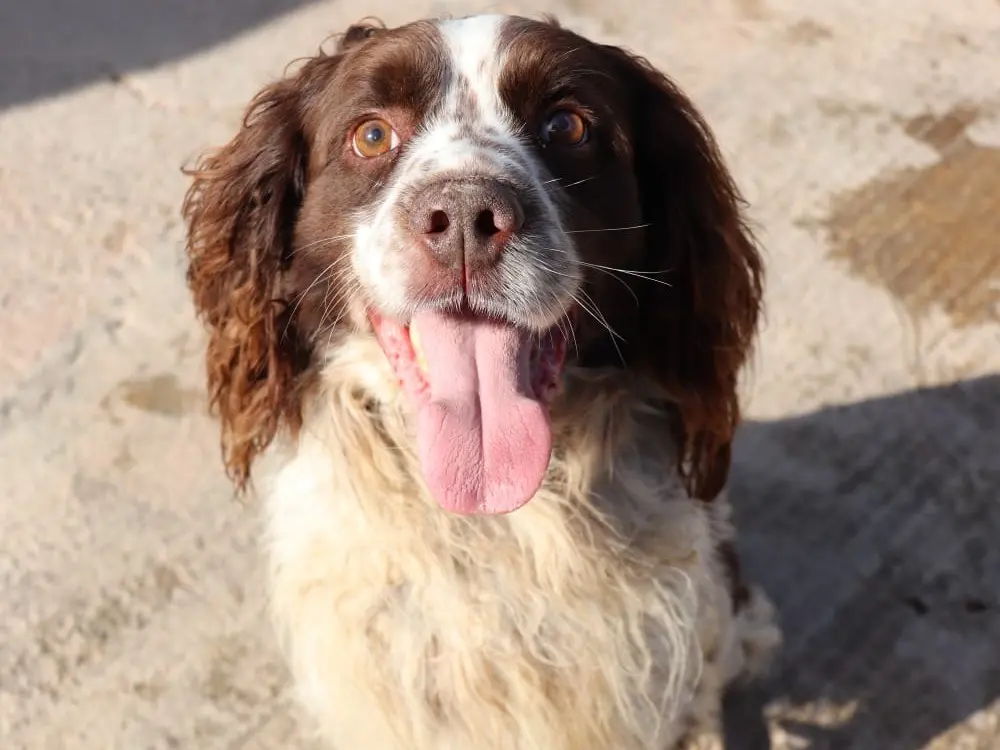 Adotta il cane Biagio a Sud