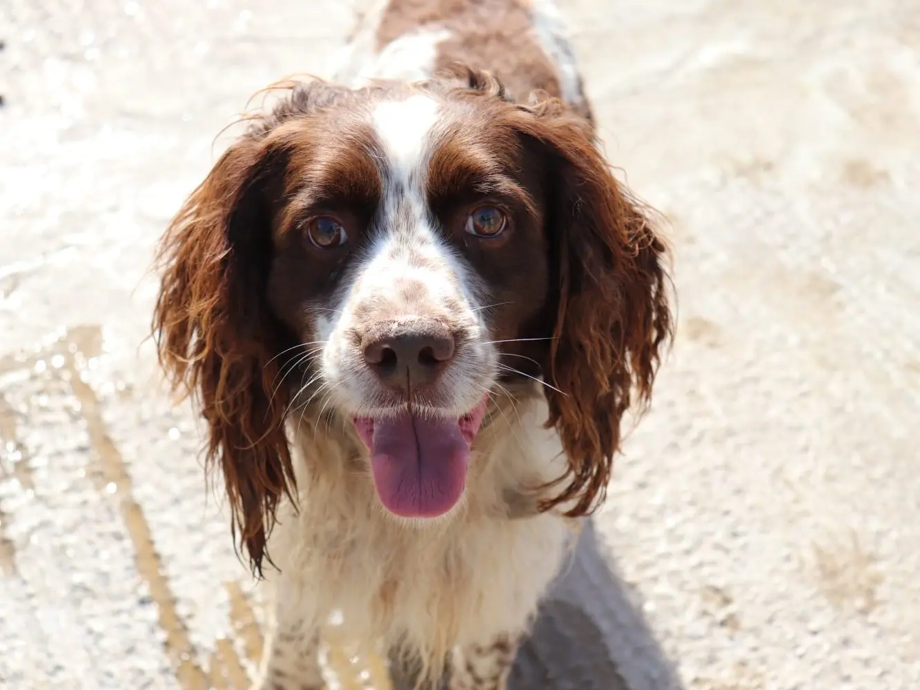 Vuoi adottare un cane a Sud?