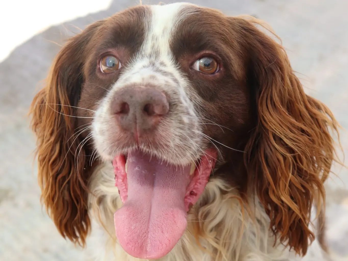 Adotta un cane, taglia media, maschio, Sud