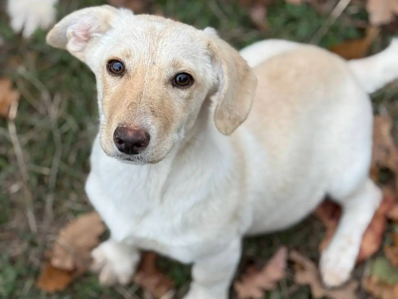 Adotta il cane DEBBIE a Firenze