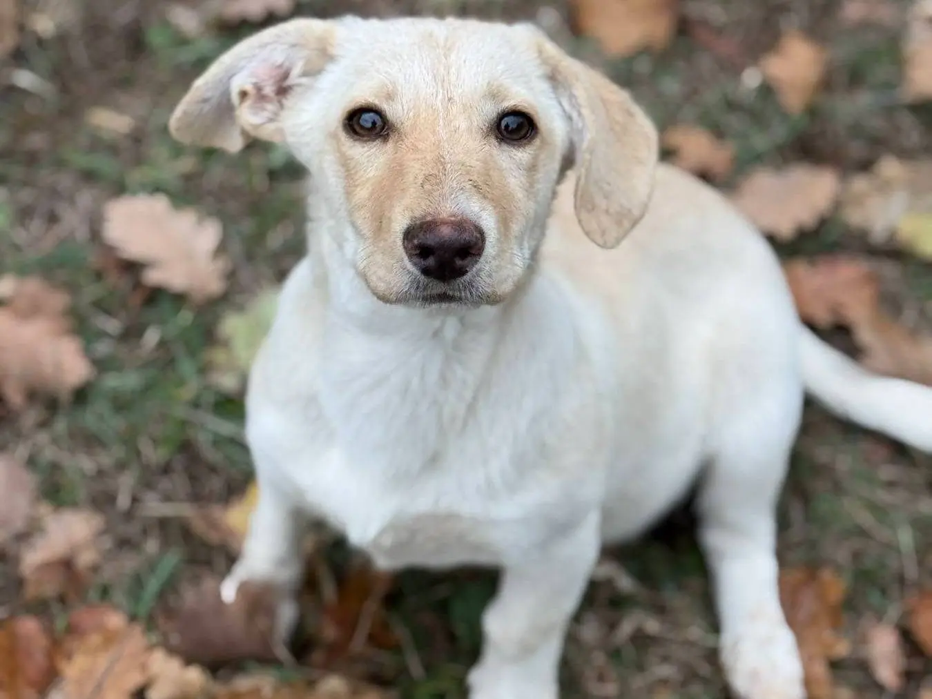 Adozione cane, femmina, Razza sconosciuta Razza sconosciuta, 3 mesi, taglia media contenuta, Firenze