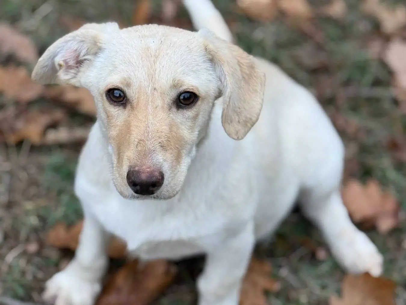Vuoi adottare un cane a Firenze?