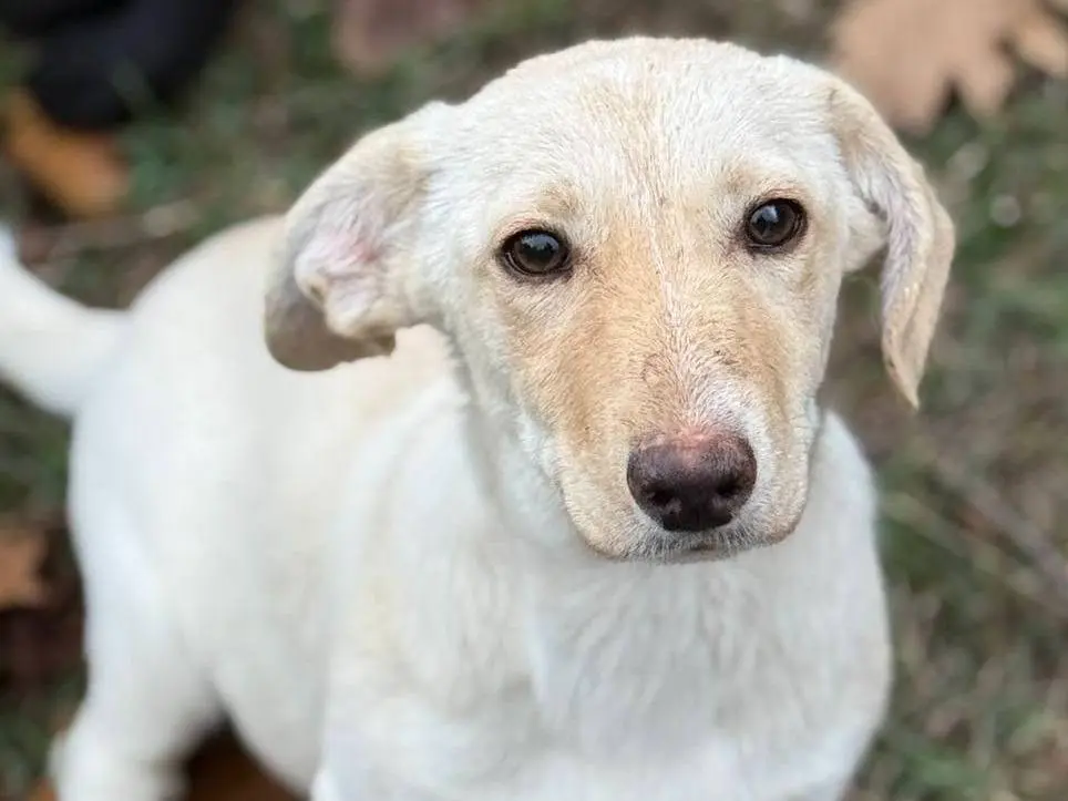 Adotta un cane, taglia media contenuta, femmina, Firenze