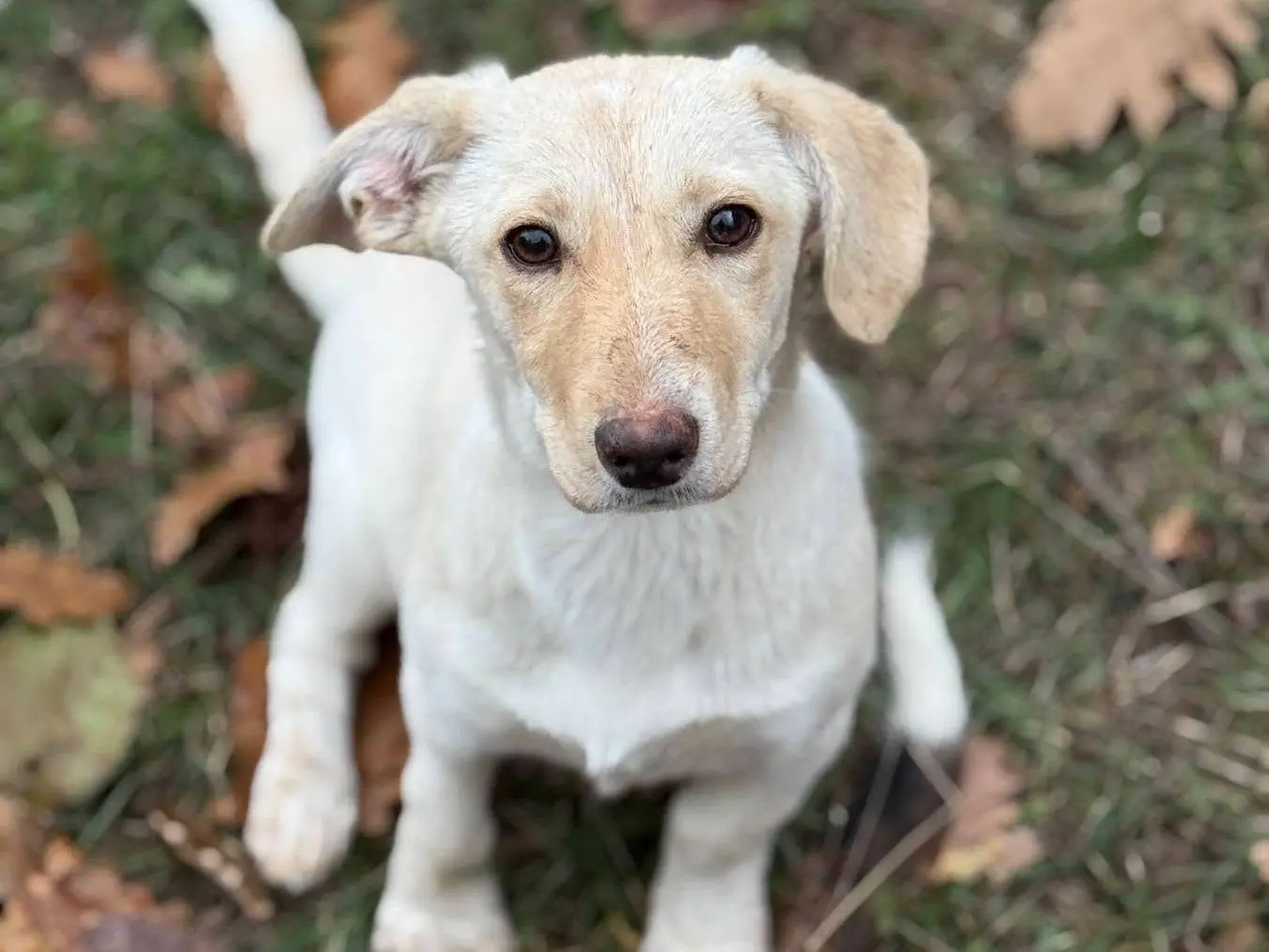 Adotta un cane, femmina, 3 mesi, Firenze