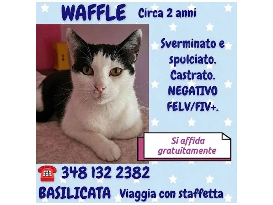 Foto 2 dell'animale