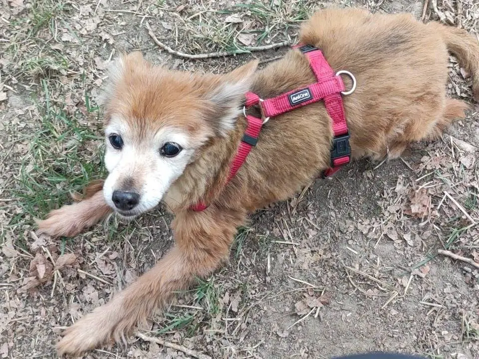 Adozione cane, femmina, Volpino di Pomerania Razza sconosciuta, 15 anni e 3 mesi, taglia piccola, Milano