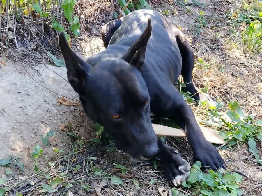 Vuoi adottare un cane a Vibo?
