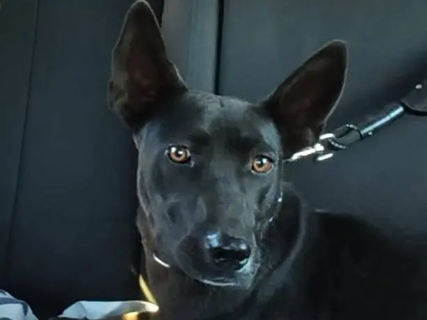 Adozione cane, femmina, Razza sconosciuta Razza sconosciuta, 1 anno, taglia media contenuta, Vibo