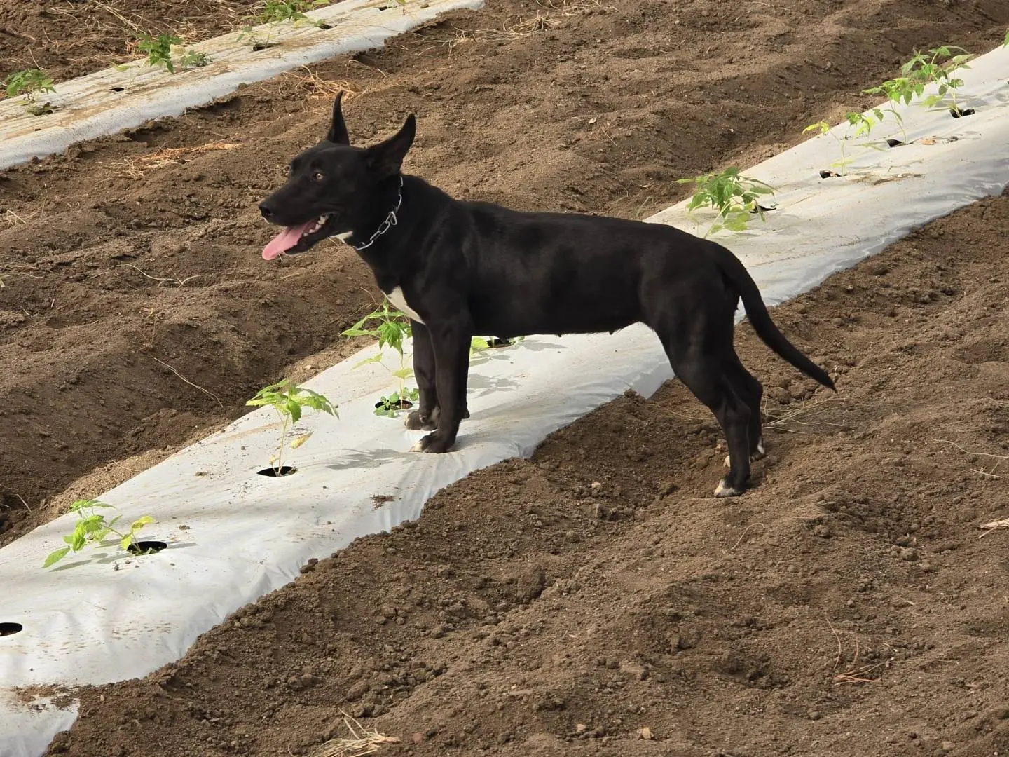 Adotta un cane, femmina, 1 anno, Vibo