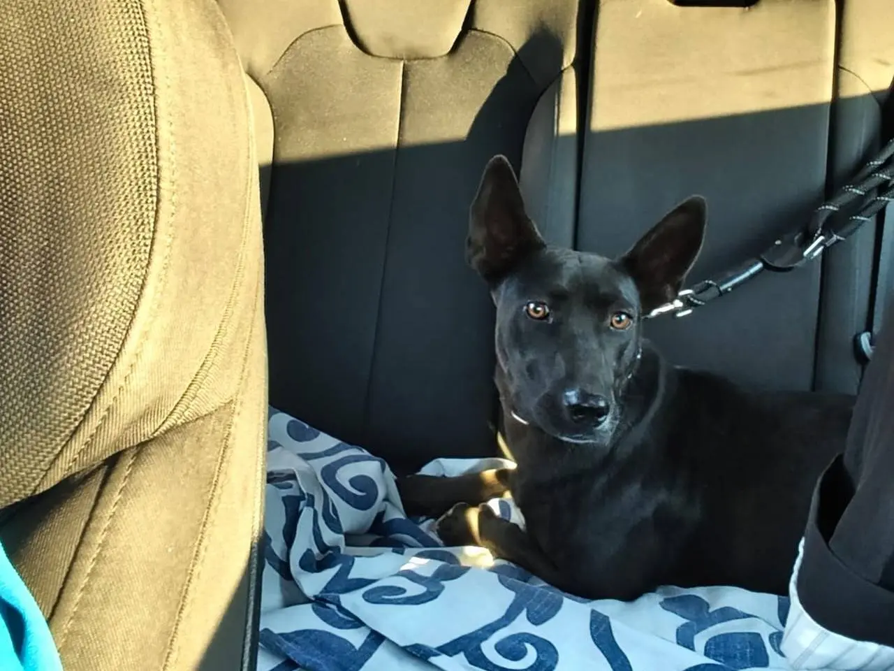 Adotta un cane, taglia media contenuta, femmina, Vibo