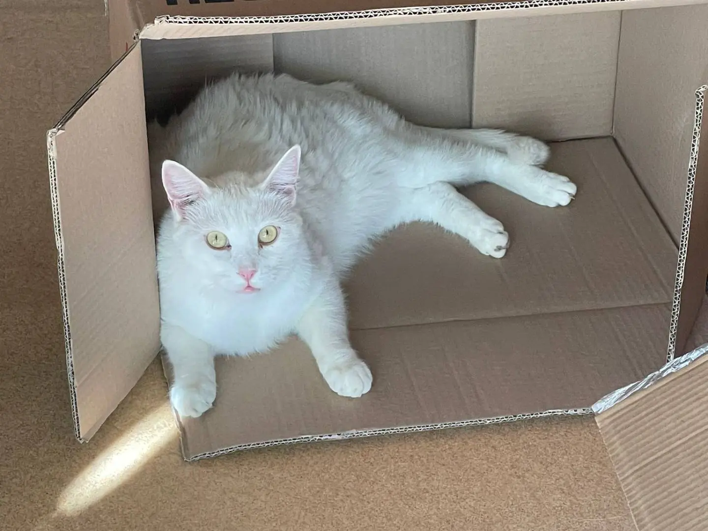 Adotta un gatto, maschio, 11 anni e 8 mesi, Verona