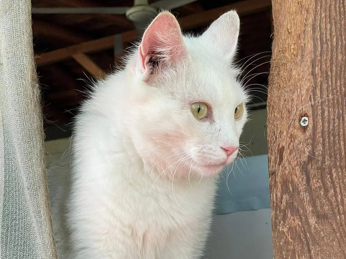 Adozione gatto, maschio, Razza sconosciuta Razza sconosciuta, 11 anni e 8 mesi, taglia non valida, Verona