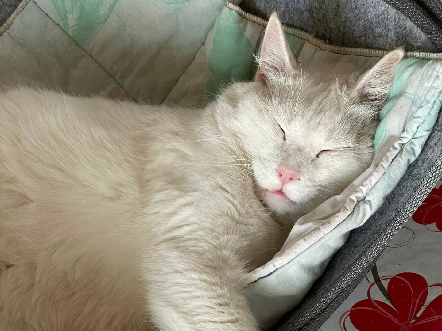 Adotta un gatto, taglia non valida, maschio, Verona