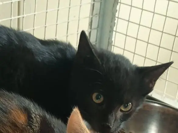 Adozione gatto, maschio, Razza sconosciuta Razza sconosciuta, 2 mesi, taglia non valida, Ravenna
