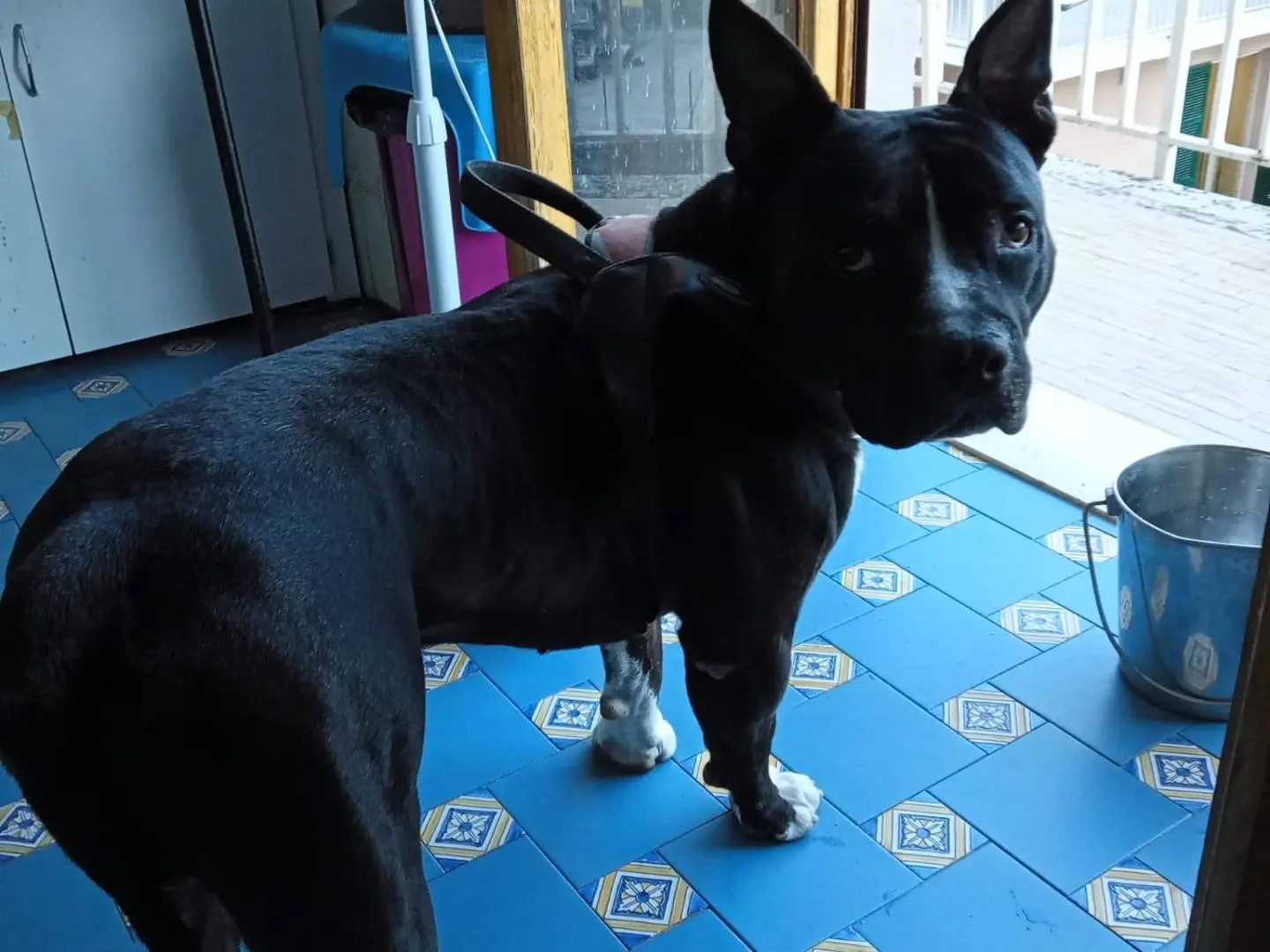 Adozione cane, maschio, Amstaff Razza sconosciuta, 3 anni e 4 mesi, taglia grande, Mantova