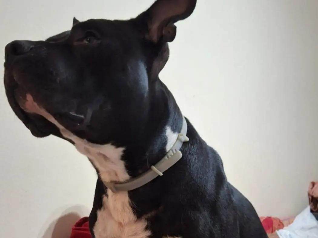 Vuoi adottare un cane a Mantova?