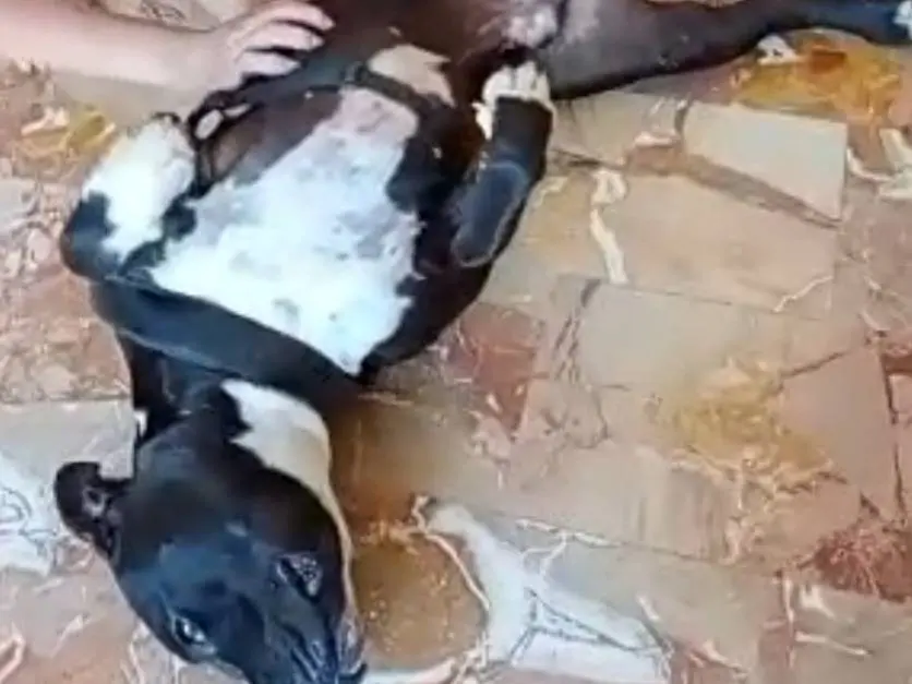 Adotta il cane Aaron a Mantova