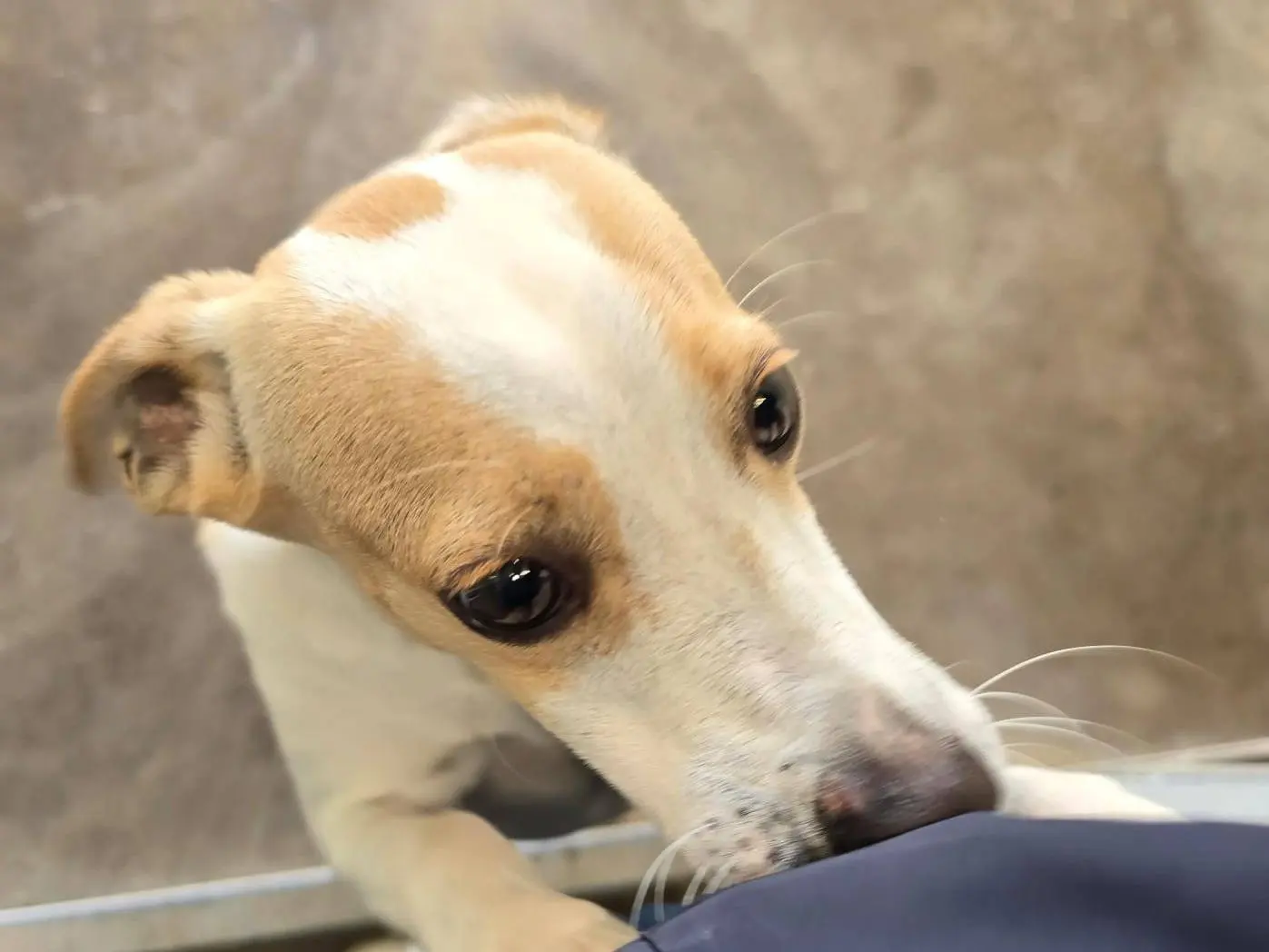 Adozione cane, femmina, Razza sconosciuta Razza sconosciuta, 5 mesi, taglia media contenuta, Palermo