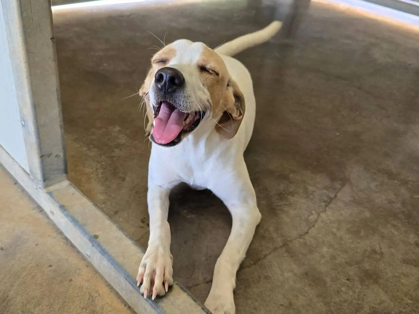 Adotta un cane, femmina, 5 mesi, Palermo