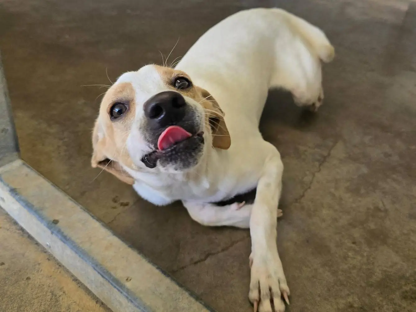 Adotta un cane, taglia media contenuta, femmina, Palermo