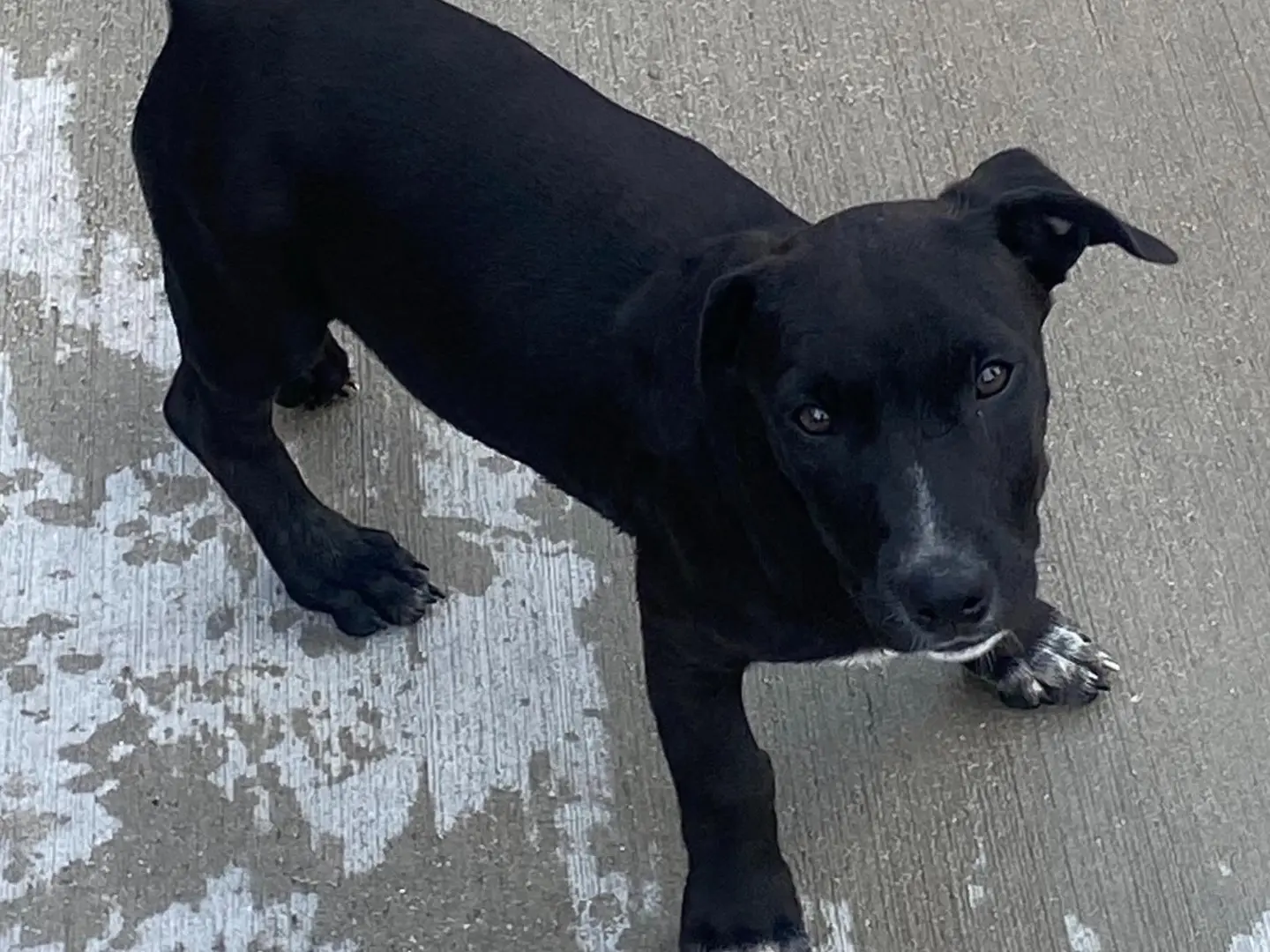 Adotta un cane, maschio, 3 mesi, Latina