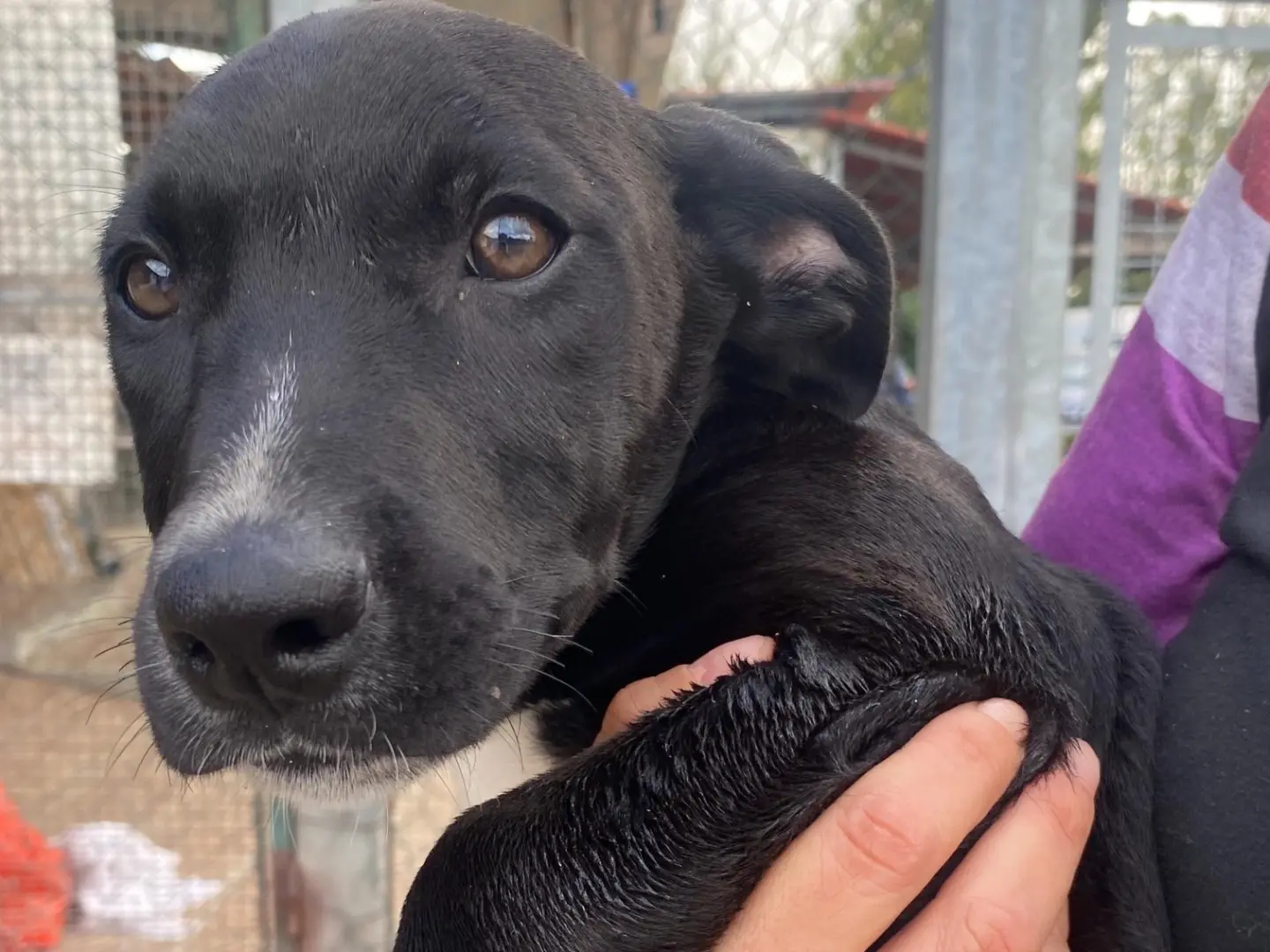 Adozione cane, maschio, Razza sconosciuta Razza sconosciuta, 3 mesi, taglia media, Latina